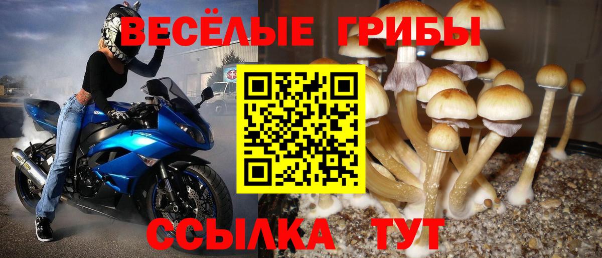 Псилоцибиновые грибы GOLDEN TEACHER  Вход с VPN  Сосновый Бор 